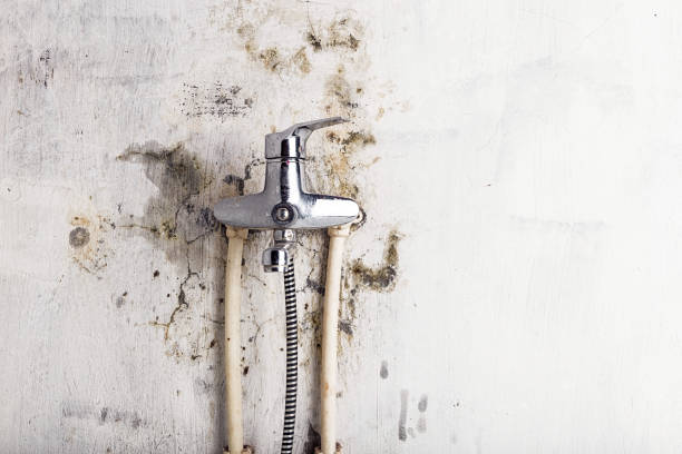 Best Same-Day Mold Removal  in Carrollton, VA