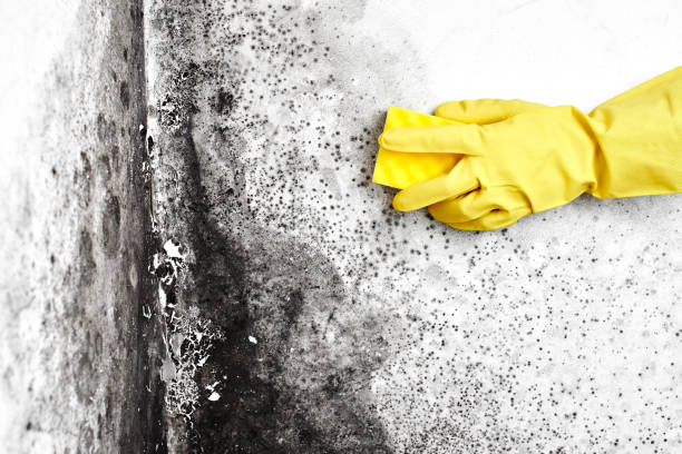 Certified Mold Removal in Carrollton, VA