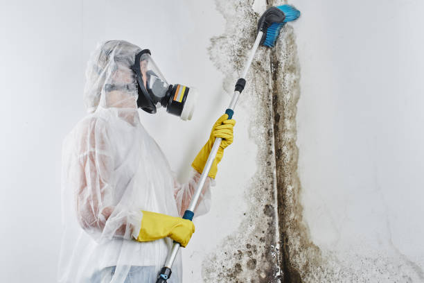 Best Toxic Mold Removal  in Carrollton, VA