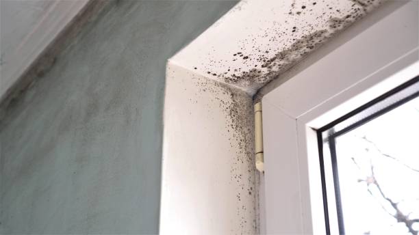 Best Mold Testing  in Carrollton, VA