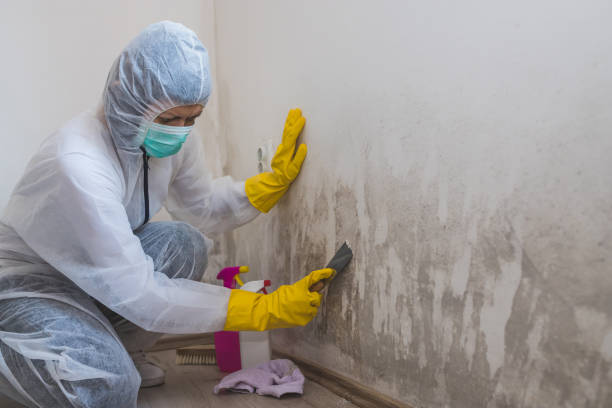 Best Office Mold Removal Services  in Carrollton, VA