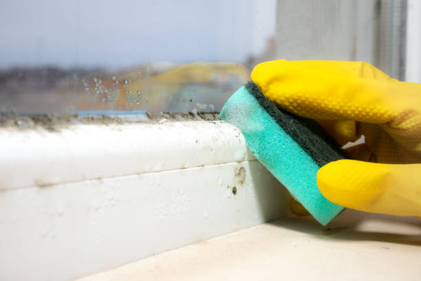Best Best Mold Removal Companies  in Carrollton, VA