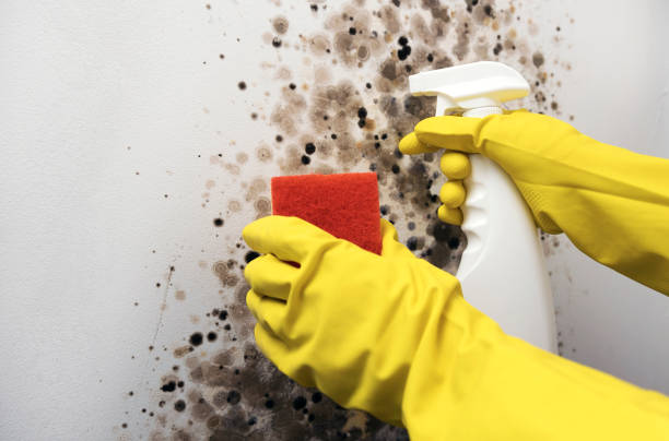 Best Mold Removal Near Me  in Carrollton, VA
