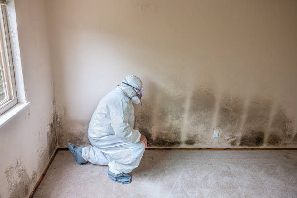 Best Attic Mold Removal  in Carrollton, VA
