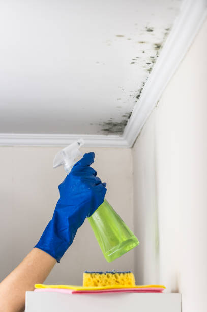 Best Emergency Mold Removal  in Carrollton, VA