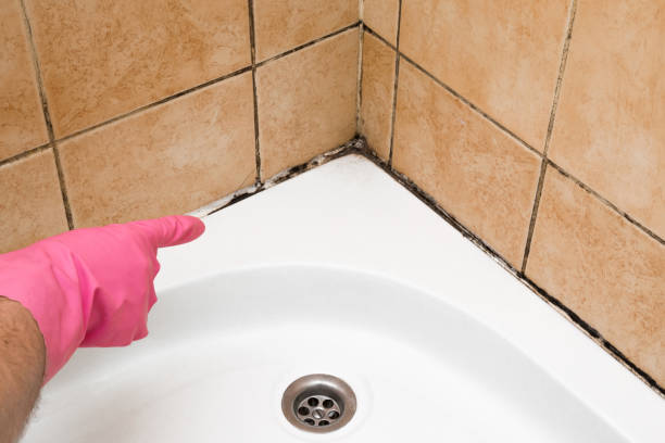 Best Black Mold Removal  in Carrollton, VA